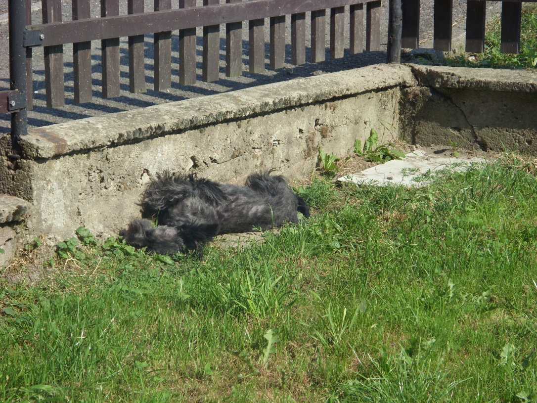 SN850765.JPG